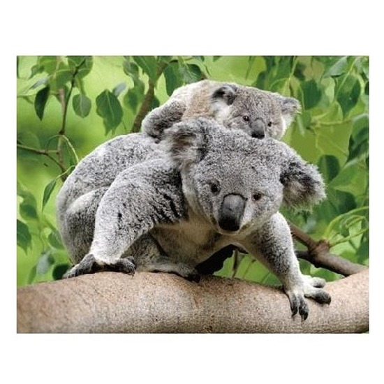 3D magneten koala beertjes