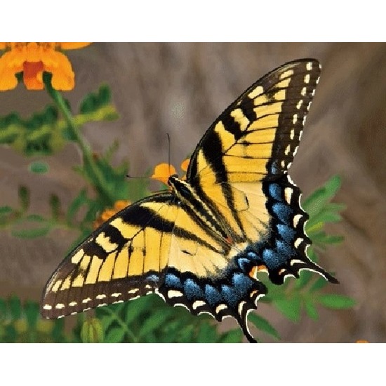 3D magneten met gele vlinder