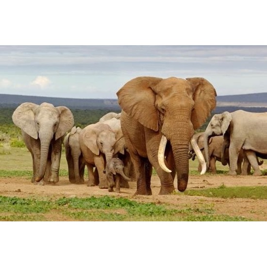 3D magneten met olifanten