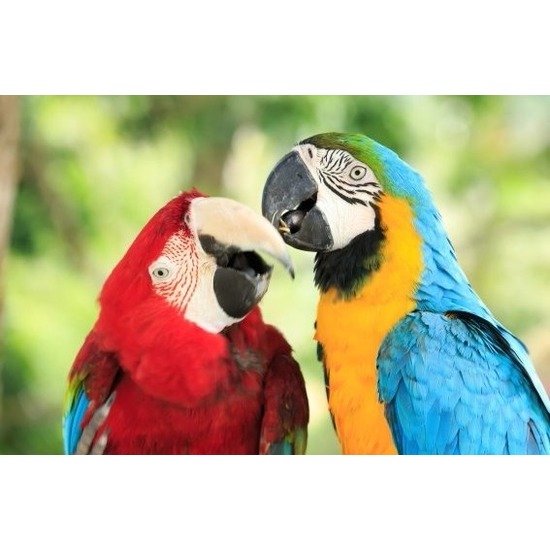 3D magneten met papegaaien