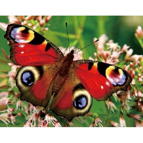 3D magneten pauwoog vlinder
