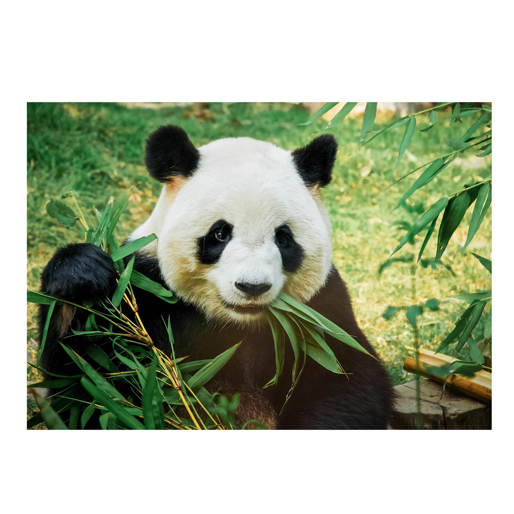 Poster natuur panda - pandabeer 84 x 59 cm