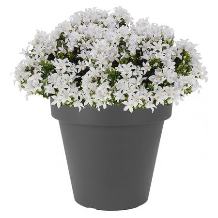 1x Grijze kunststof potten voor bloemen/planten 30 cm