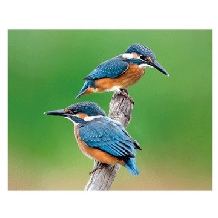 3D magnet kingfishers