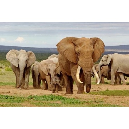 3D magnet elephant family