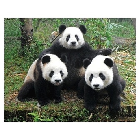 3D magnet panda family