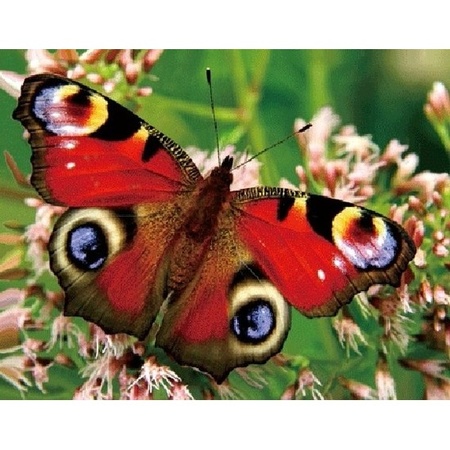 3D magnet peacock butterfly
