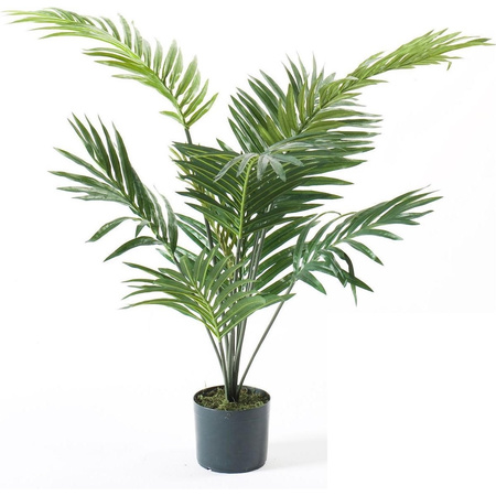 Palm tree 90 cm green in a pot